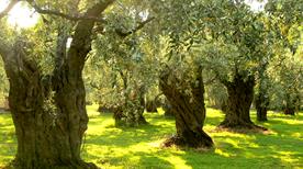 Olearia Dolita Srl - >Giugliano in Campania