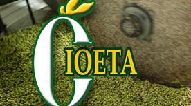 Oleificio Cioeta Srl - >Giulianello