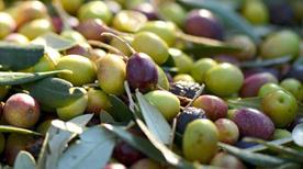 Oleificio La goccia d'olio - >Sciacca