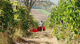 Oltretorrente - >Paderna