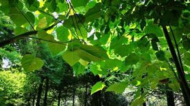 Orto Botanico - >Pavia