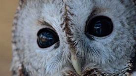 Parc Animalier d'Introd - >Introd