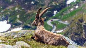 Parco Naturale Gran Bosco  - >Salbertrand