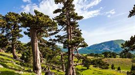 Parco Nazionale del Pollino - >Cosenza