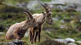 Parco Nazionale Gran Paradiso - >Aoste