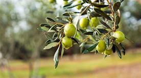 Parco Regionale dell'Olivo - >Venafro