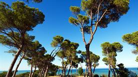 Pineta - >Pineto