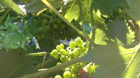 Saio Wine-Shop - >Assisi