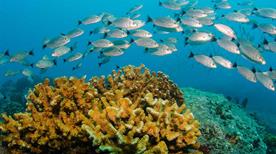 Scoglietto Franata delle Cernie - >Portoferraio