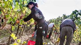 Societa' Agricola Livon S.S. - >Dolegnano