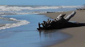 Spiaggia di Collelungo - >Grosseto