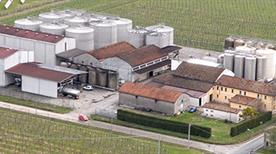 Vinicola Filippi S.R.L. - >Cotignola