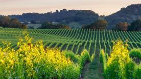 Vinicola Vedovato Mario Srl - >Trebaseleghe
