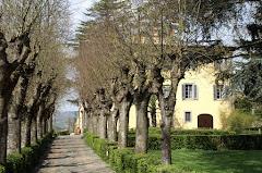 Il Salicone