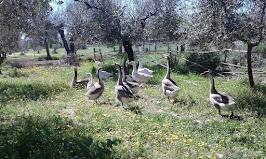 Fattoria rural resilience