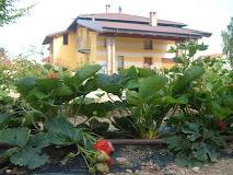 FIOR DI CAMPO
