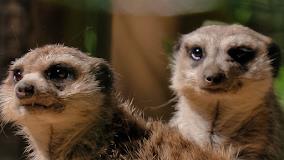 PARCO GALLOROSE CENTRO FAUNISTICO