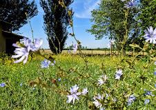 I Girasoli Country House