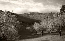Tenuta Bellafonte