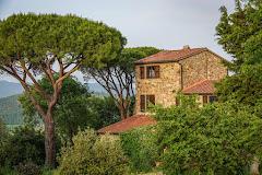 STELLA DI MAREMMA
