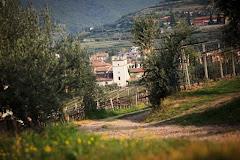 Azienda Agricola Corteforte Di Cerrutti Carlo Maria