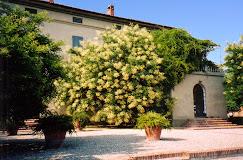 LO STAGNO