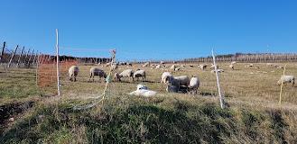 Azienda Agricola San cassiano di Sella Mirko