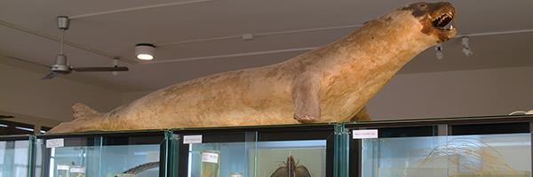 Museo di Biologia Marina