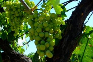 Cantine Domini Dauni