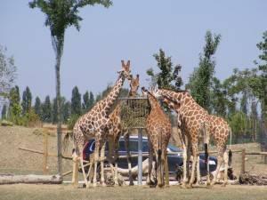 Safari Ravenna