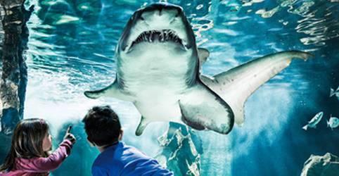 Acquario di Cattolica