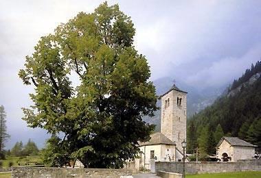 Tiglio monumentale