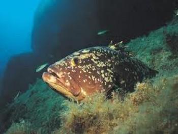 Punta Rubasacchi