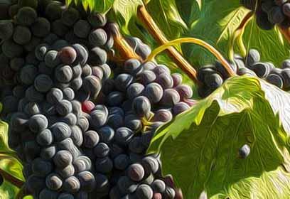 Azienda Agricola Cantine Luciani 1888