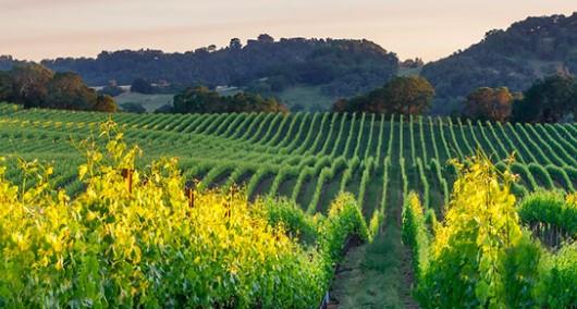 Vinicola Vedovato Mario Srl