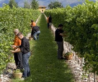 Cantina Rauscedo