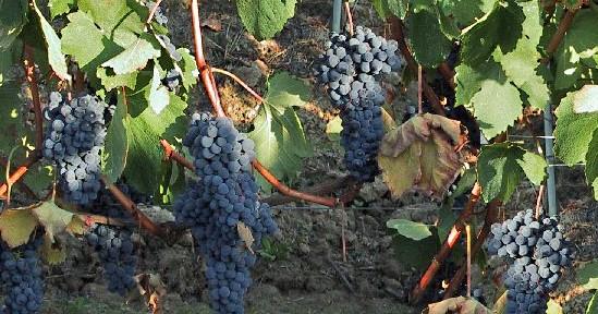 Azienda Agricola Rossotto