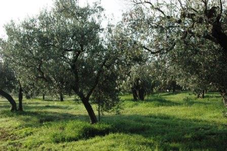 Colle Arioso