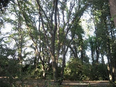Oasi Affiliata Bosco di Palo