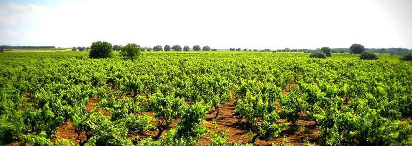 Cantine Baldassarre