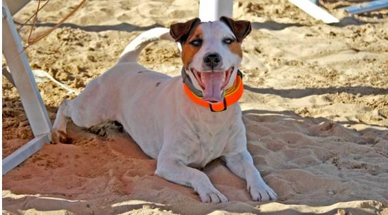 La Spiaggia di Duke