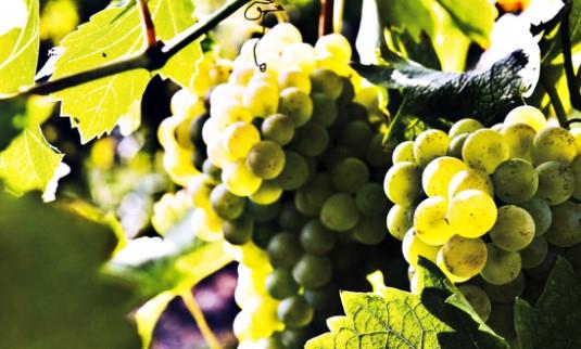 Cantina Sociale Sannitica