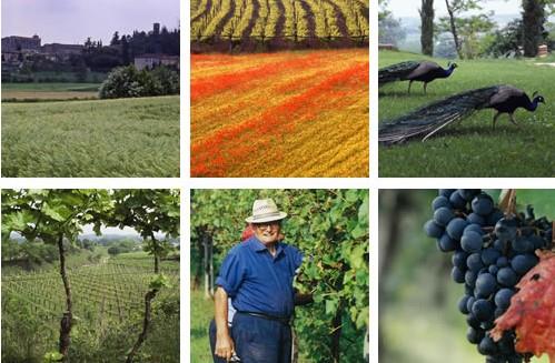 Azienda Agricola Cattani