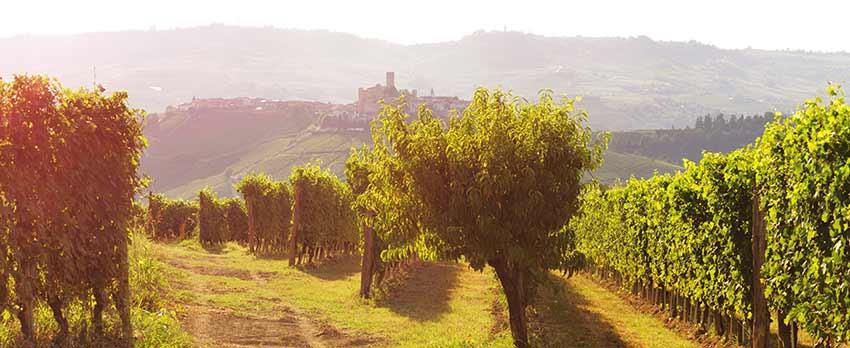 Poderi Gianni Gagliardo s.s.