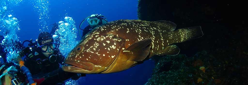 Diving in Elba
