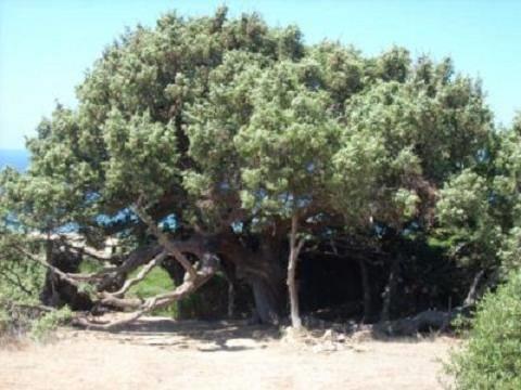 L'Albero del Poeta
