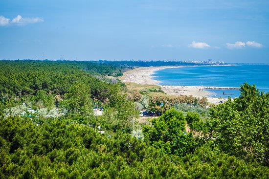 Pineta di Lido di Classe