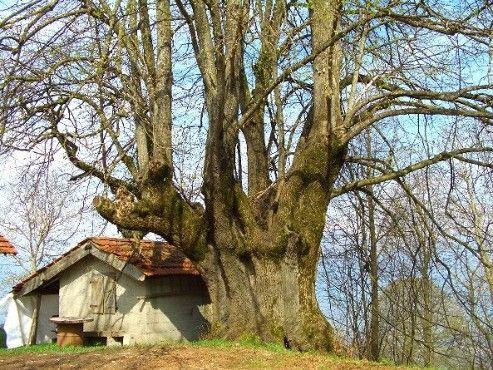 Albero Monumentale 