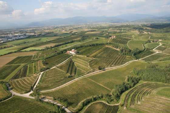 Ronco delle Betulle