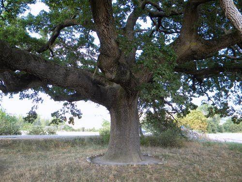 Roverella delle checche